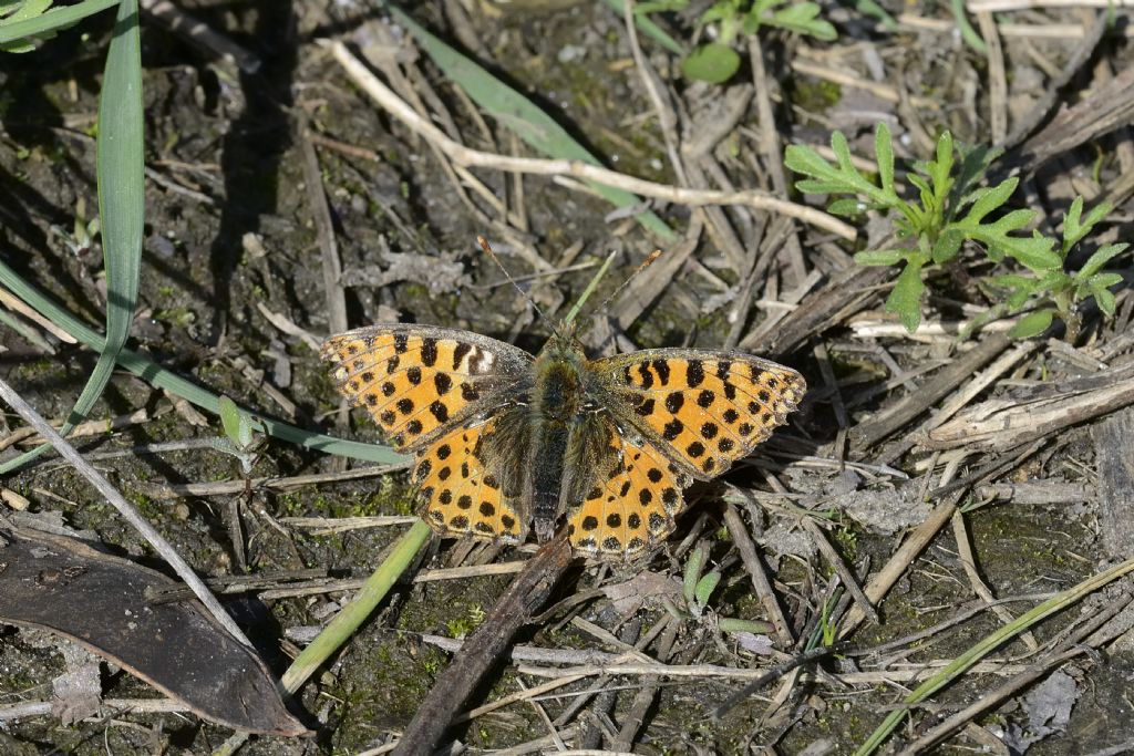 Issoria lathonia vissuta